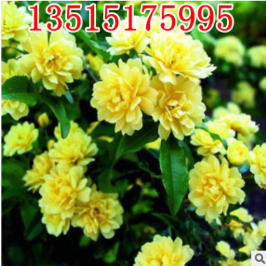 苗圃批發(fā)綠化爬藤植物木香花薔薇花苗 開(kāi)花十里香 七里香當(dāng)年開(kāi)花