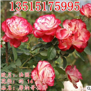 歐月灌木月季花苗大花摩納哥公爵四季開(kāi)花花卉庭院盆栽觀花植物苗