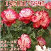 歐月灌木月季花苗大花摩納哥公爵四季開(kāi)花花卉庭院盆栽觀花植物苗
