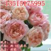 新品藤本月季花苗 破曉 大花濃香爬藤薔薇花苗 盆栽花卉園藝綠植