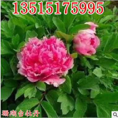 庭院植物菏澤牡丹花王 珊瑚臺(tái)牡丹花苗 盆栽牡丹苗 批發(fā)當(dāng)年開(kāi)花