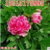 庭院植物菏澤牡丹花王 珊瑚臺(tái)牡丹花苗 盆栽牡丹苗 批發(fā)當(dāng)年開(kāi)花