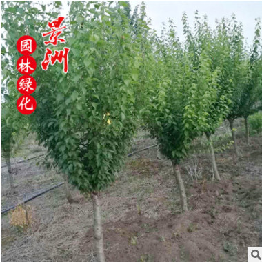 紅梅批發 嫁接紅梅 綠梅 景區園林綠化樹各種規格 基地直銷