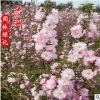 供應榆葉梅 滿天星 重瓣榆葉梅綠化工程 鮮切花用苗