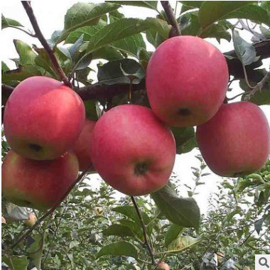 紅將軍蘋果苗結果早高產泰山早霞蘋果苗根系發達價低紅露蘋果樹苗