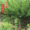 哪里有賣紅梅樹 紅梅價格綠化工程 梅花樹基地直銷嫁接紅梅