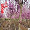 精品獨干紫荊 2-6公分獨干紫荊價格 叢生紫荊 獨桿紫荊基地直銷