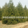 白皮松：千畝基地直供