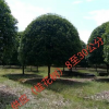 大量供應(yīng)（桂花樹(shù)）