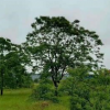 大量供應(yīng)（烏桕）