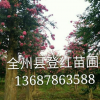 供應(yīng)紫薇，紫薇樁