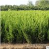 基地批發 龍柏 稼接龍柏小苗 龍柏球 色塊灌從綠化苗木 自產自銷