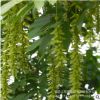 楓楊園林綠化樹木基地供應 花卉苗木苗圃大量供應 質優價廉