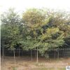 基地批發櫸樹 櫸樹小苗 紅櫸樹 各種規格齊全 工程綠化行道專用