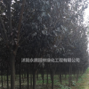 江蘇地區(qū) 大量出售紅葉李 紫葉李大量低價出售