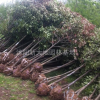 江蘇地區(qū)出售 紅葉石楠樹 規(guī)格全面 價格優(yōu)惠
