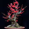 紅梅花老樁盆景 中小型觀花紅梅樹苗樹樁 烏梅綠梅室內盆栽綠植
