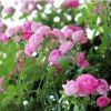 廠家直銷薔薇花苗爬藤薔薇花庭院植物多色薔薇花樹苗黃色紅色粉色