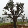 專業(yè)供應(yīng)10--60公分的柿子樹綠化柿樹 規(guī)格全柿子樹 量大從優(yōu)