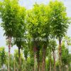 大量批發(fā)工程苗木白蠟 12公分白蠟樹規(guī)格齊全歡迎訂購