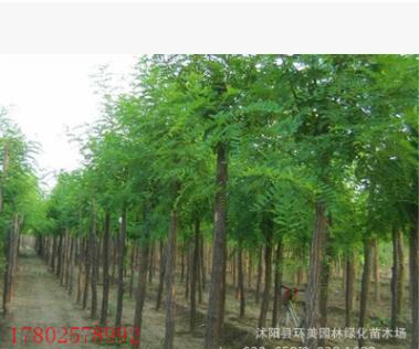 供應工程綠化苗木 刺槐樹紅花刺槐小苗洋槐樹苗小苗