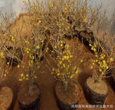 臘梅花盆景光照干濕中性臘梅苗