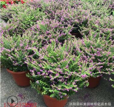 滿天星盆栽批發 客廳陽臺盆栽花卉四季開花不斷