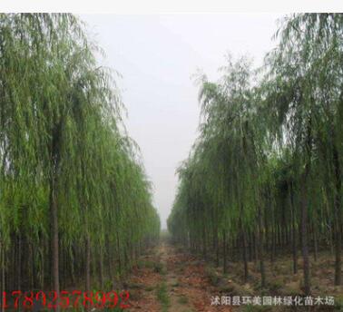 垂柳樹苗 園林綠化速生柳樹苗 規格齊全