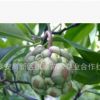 黑老虎苗，布福娜樹(shù)苗，營(yíng)養(yǎng)極高的黑老虎
