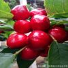 果樹苗木繁育基地出售各種規格的大櫻桃樹苗 遼寧大連櫻桃樹苗