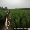 基地直銷優質側柏樹 帶營養杯袋 成活率高 綠化用大小側柏樹木