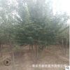 現挖現賣3-5-8年生叢生暴馬丁香多少錢一棵 樹形好叢生暴馬丁香