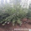 工程綠化木槿樹