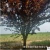 優(yōu)質(zhì)行道用價格低紫葉李樹 規(guī)格全
