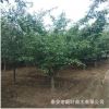 規(guī)格全易成活垂絲海棠樹