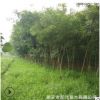 國槐樹苗 規(guī)格全量大從優(yōu)綠化用國槐樹苗