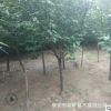 綠化用櫻花樹