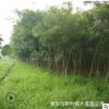 優質速生國槐樹苗 易成活移栽國槐小苗
