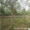 直柳 綠化用速生價格低直柳