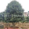 金華苗木批發 茶梅球 茶梅柱 茶梅樹 市政房地產別墅園林綠化苗