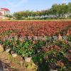批發紅葉石楠大桶苗容器苗毛球 綠化工程苗 園林市政房地產色塊苗