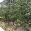 五針松 土球好 冠幅好 花灌木 地被 球類 色塊類 草花類 喬木蕭山