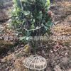 紅葉石楠球批發 工程道路綠化苗木 市政房地產 行道樹