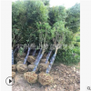 雞爪槭 土球好 冠幅好 花灌木 地被 球類 色塊類 草花類 喬木
