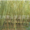 垂柳 土球好 冠幅好 精品苗 園林 綠化 工程 道路行道樹 蕭山苗