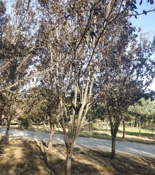 河南紅葉李 價格優惠 質量 * 處理