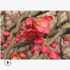鐵桿海棠 土球好 冠幅好 花灌木 地被 球類 色塊類 草花類 喬木