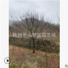 優質 紅楓 羽毛楓 品種 規格 齊全 園林 綠化 道路工程 蕭山苗圃