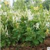 基地直銷樹形木本金銀花“巨花一號”四季金銀花露天栽樹形木本苗