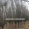 山西紫葉李/絳縣紫葉李哪里好/運城紫葉李哪家便宜